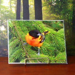 A Beautifully Coloured Oriole 8" x 10" Print